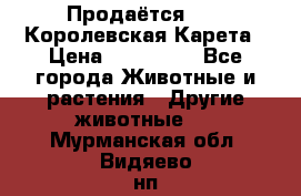 Продаётся!     Королевская Карета › Цена ­ 300 000 - Все города Животные и растения » Другие животные   . Мурманская обл.,Видяево нп